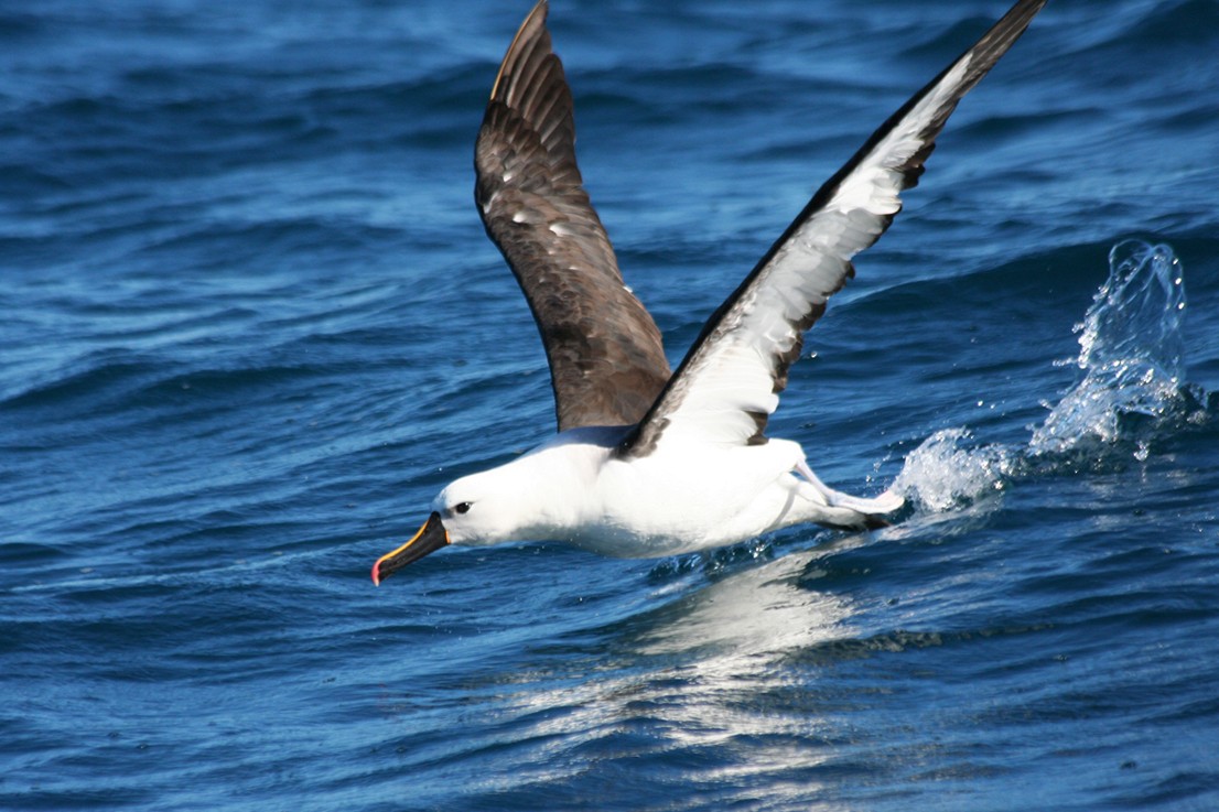 Indian Yellow-nosed Albatross - ML644048902