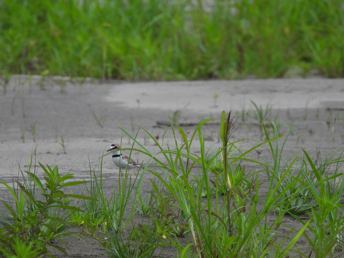 Collared Plover - ML644048906