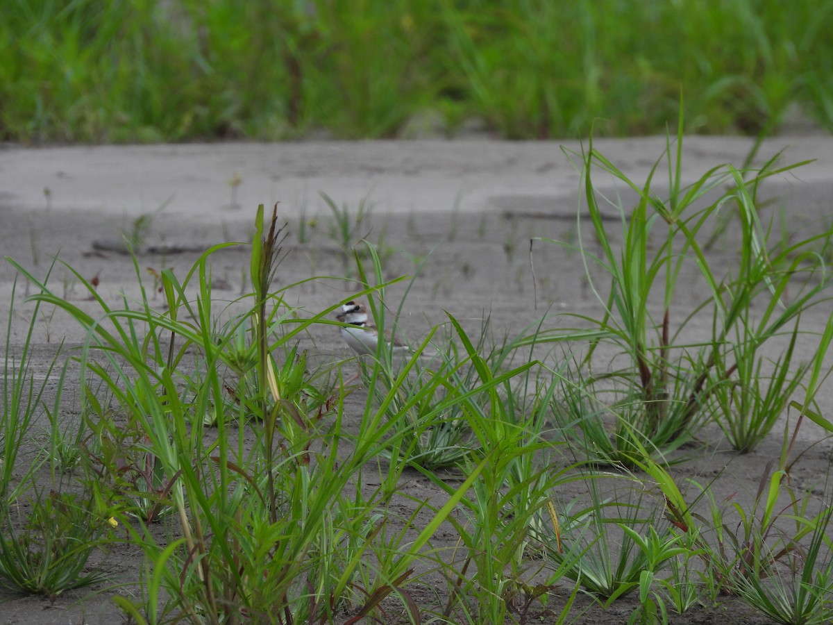 Collared Plover - ML644048907