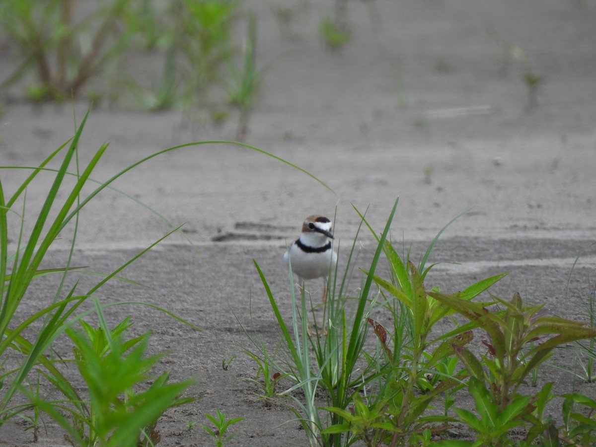 Collared Plover - ML644048908