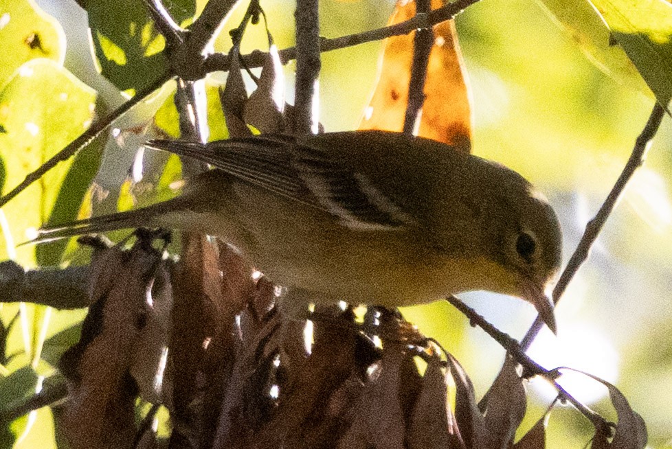 Bay-breasted Warbler - ML644048912