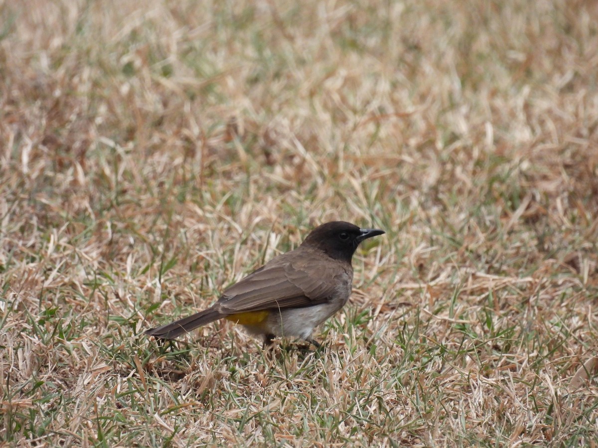 Common Bulbul - ML644048915