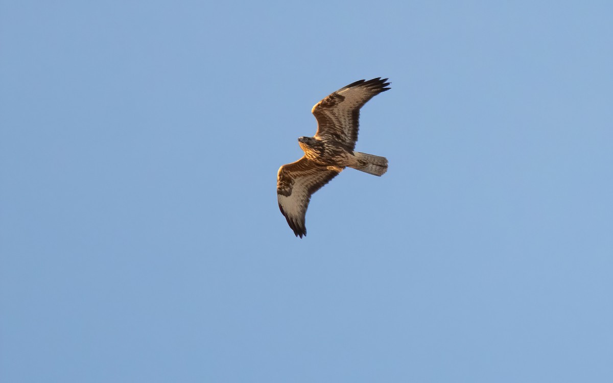 Common Buzzard - ML644048923