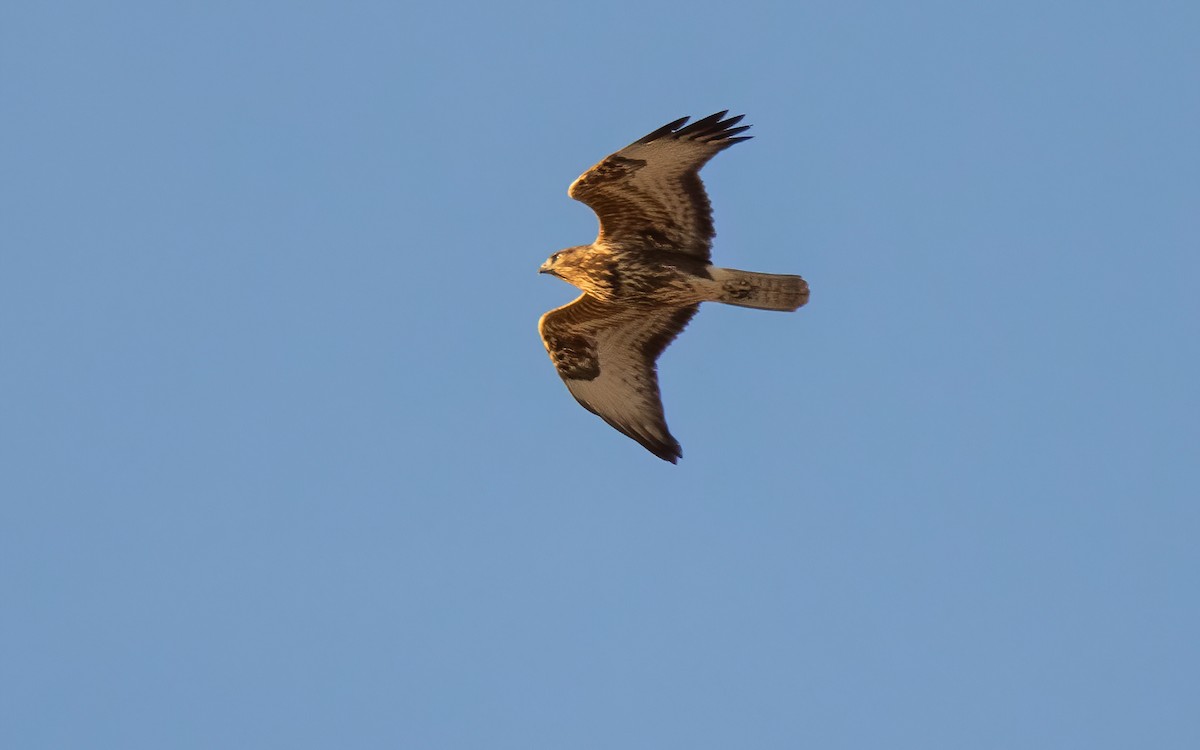 Common Buzzard - ML644048924