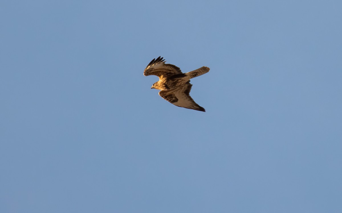 Common Buzzard - ML644048925