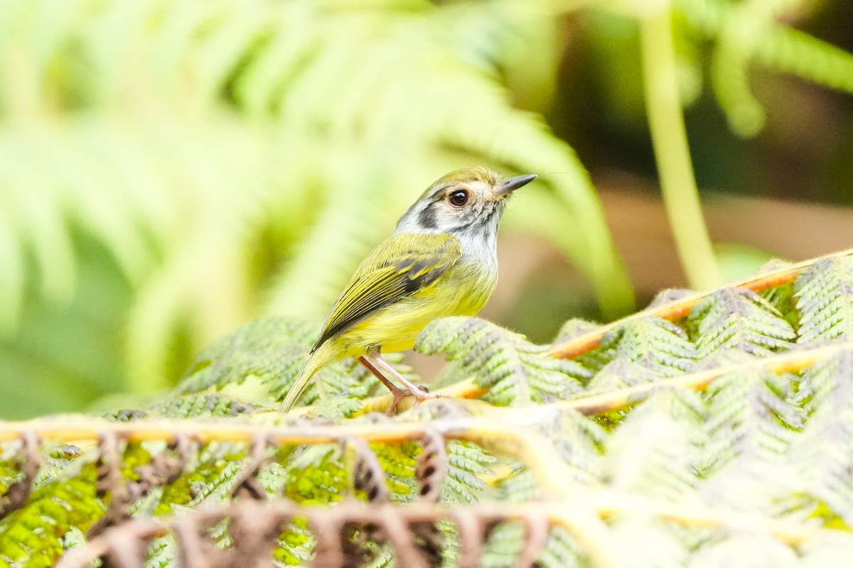 Eared Pygmy-Tyrant - ML644048965