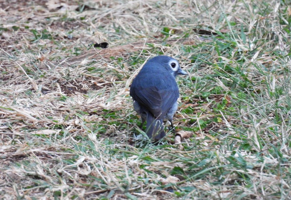 White-eyed Slaty-Flycatcher - ML644048966