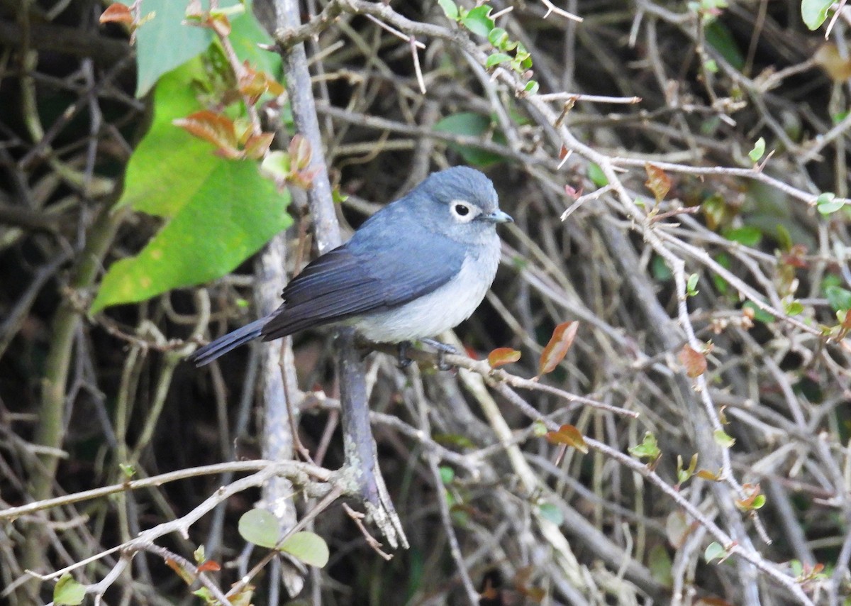 White-eyed Slaty-Flycatcher - ML644048967