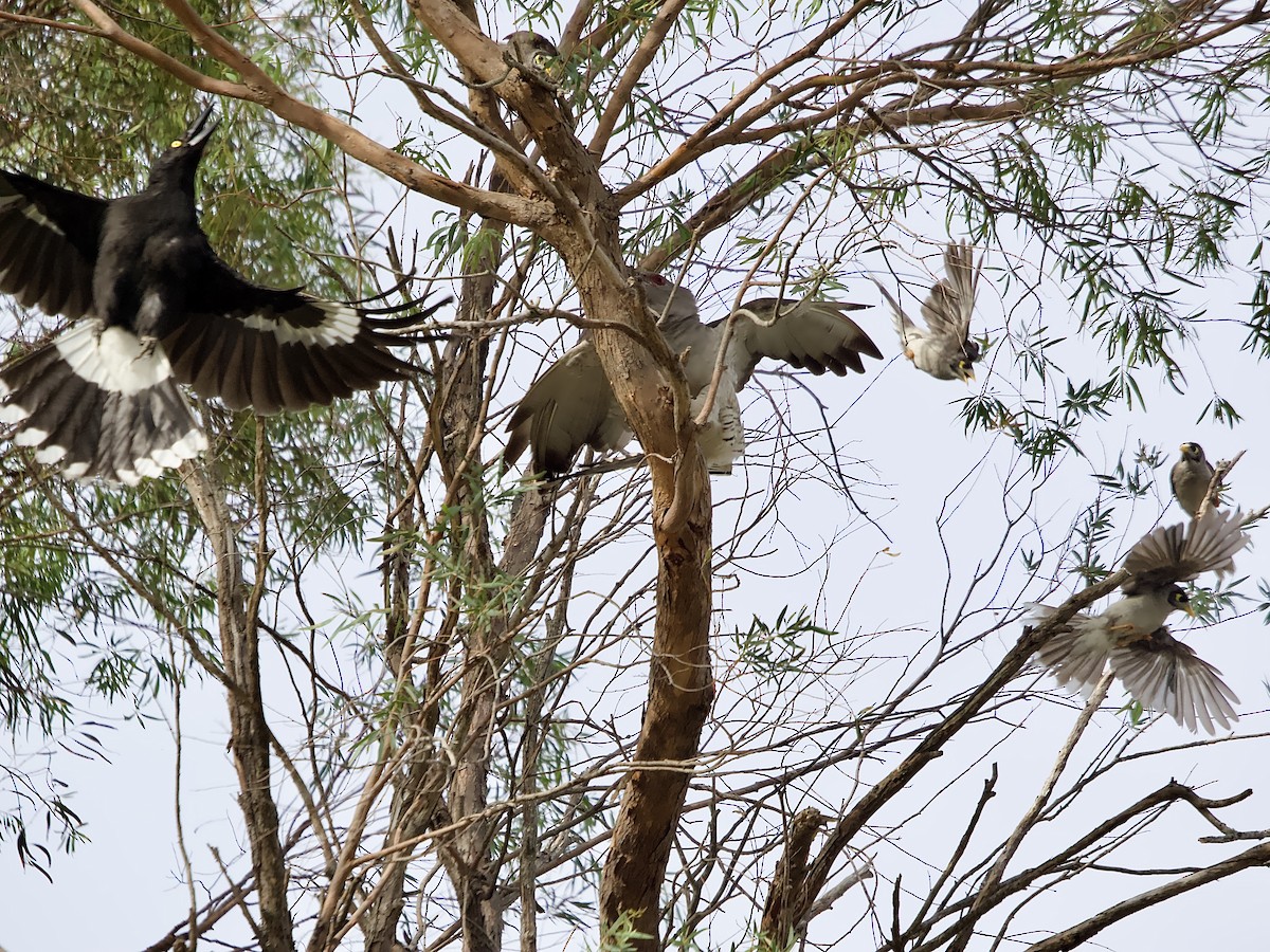 Channel-billed Cuckoo - ML644048968