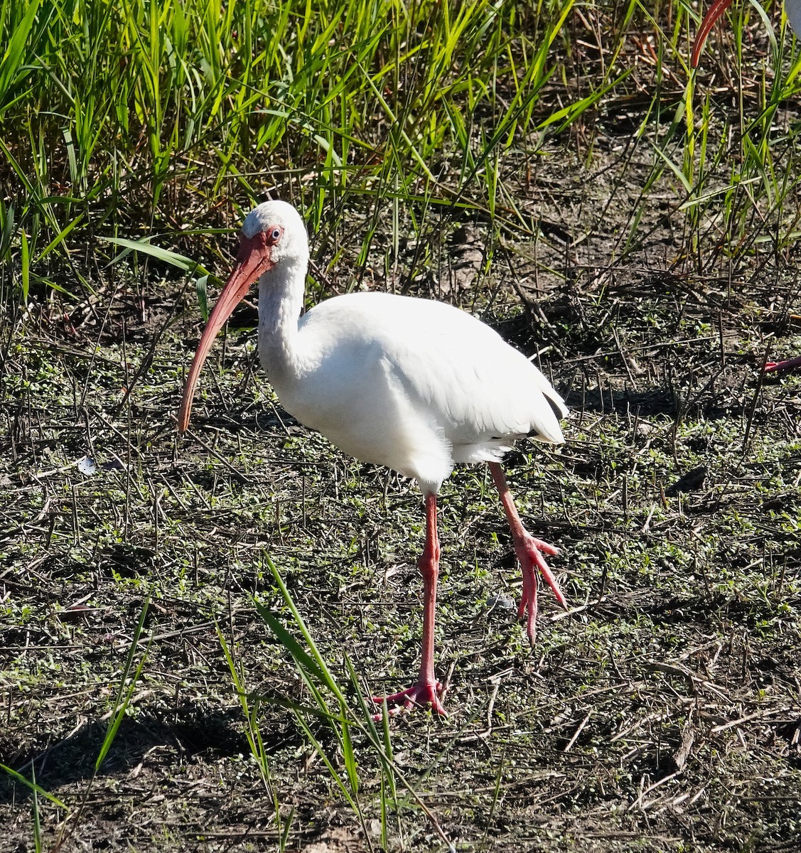 Ibis Blanco - ML644048975
