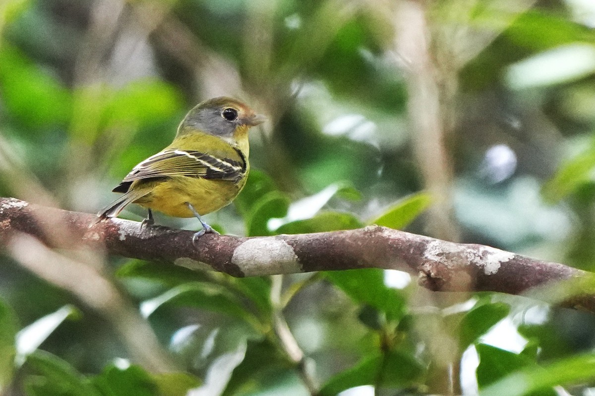 Wing-barred Piprites - ML644048981