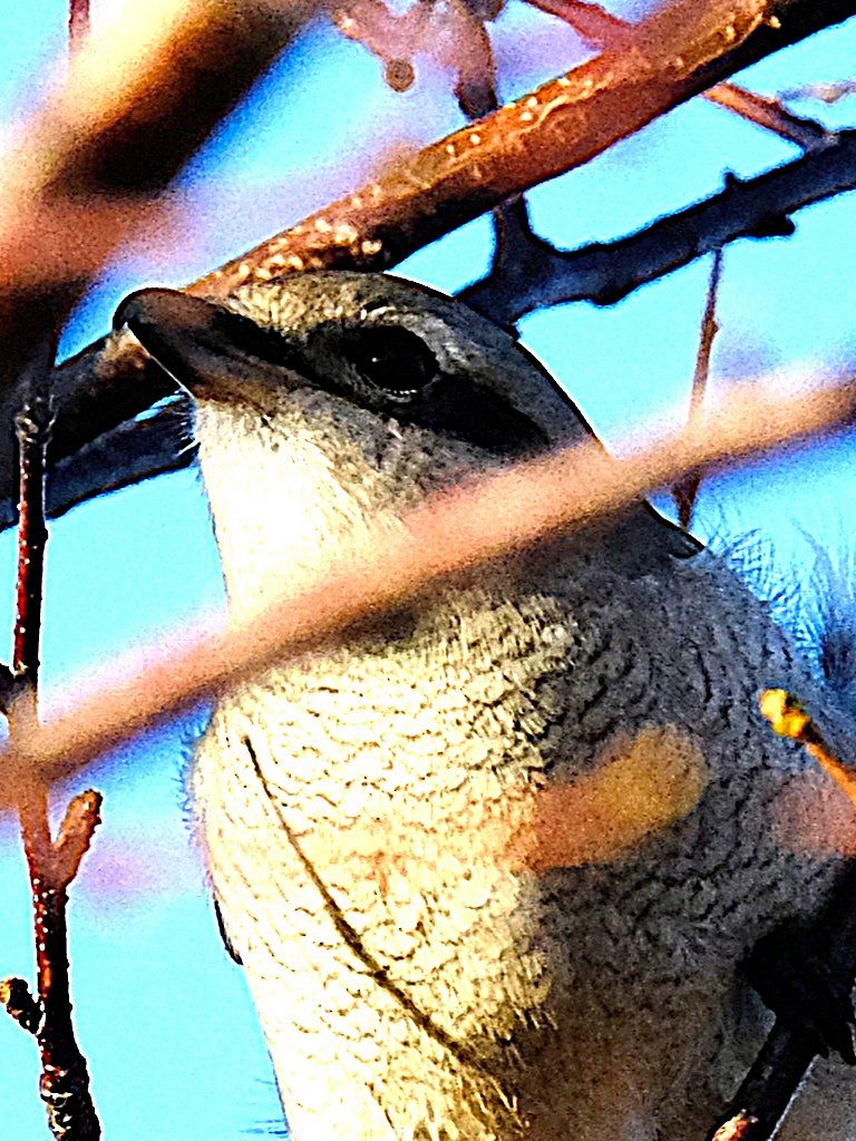 オオモズ - ML644048983