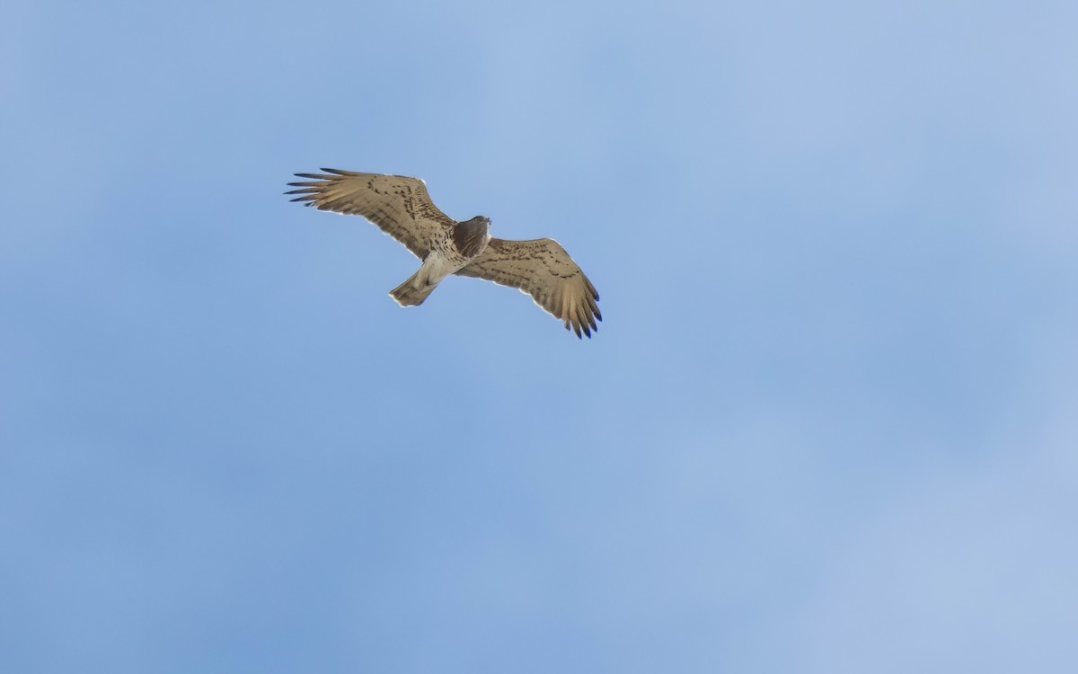 Short-toed Snake-Eagle - ML644048997