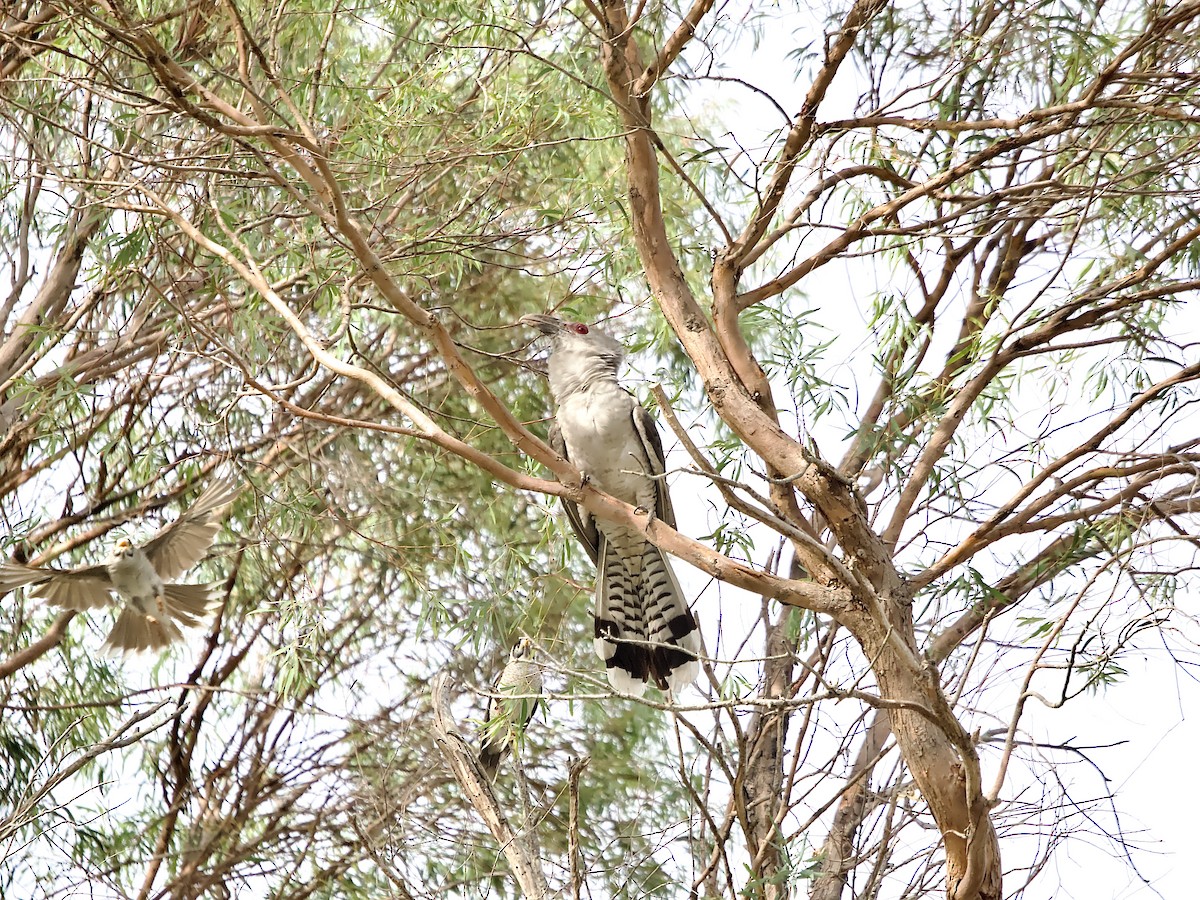 Channel-billed Cuckoo - ML644049007
