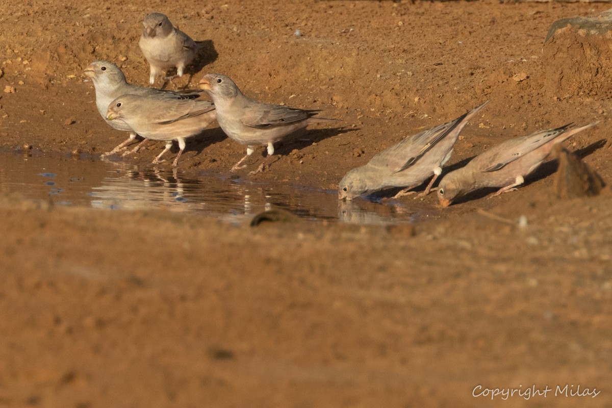 Trumpeter Finch - ML644049009
