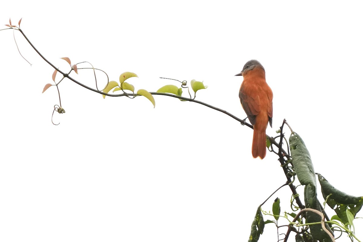 Rufous-tailed Attila - ML644049024