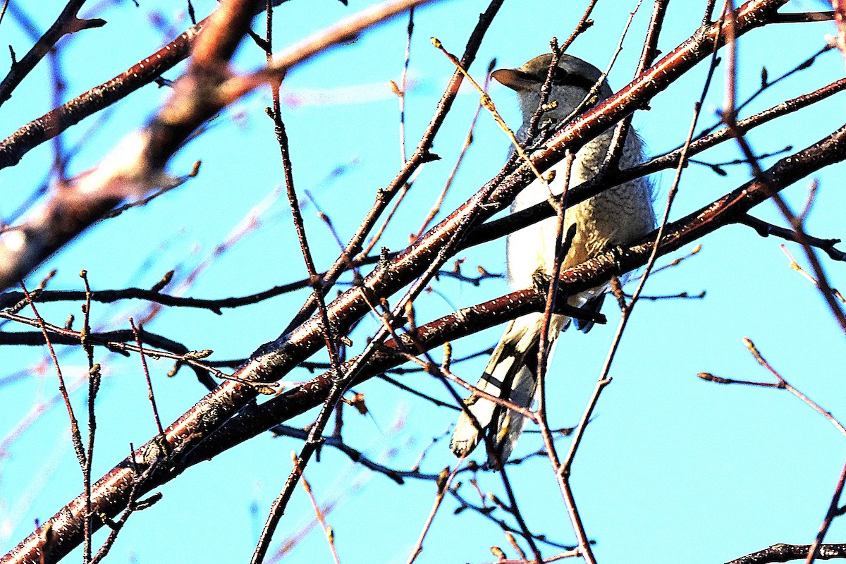 オオモズ - ML644049026