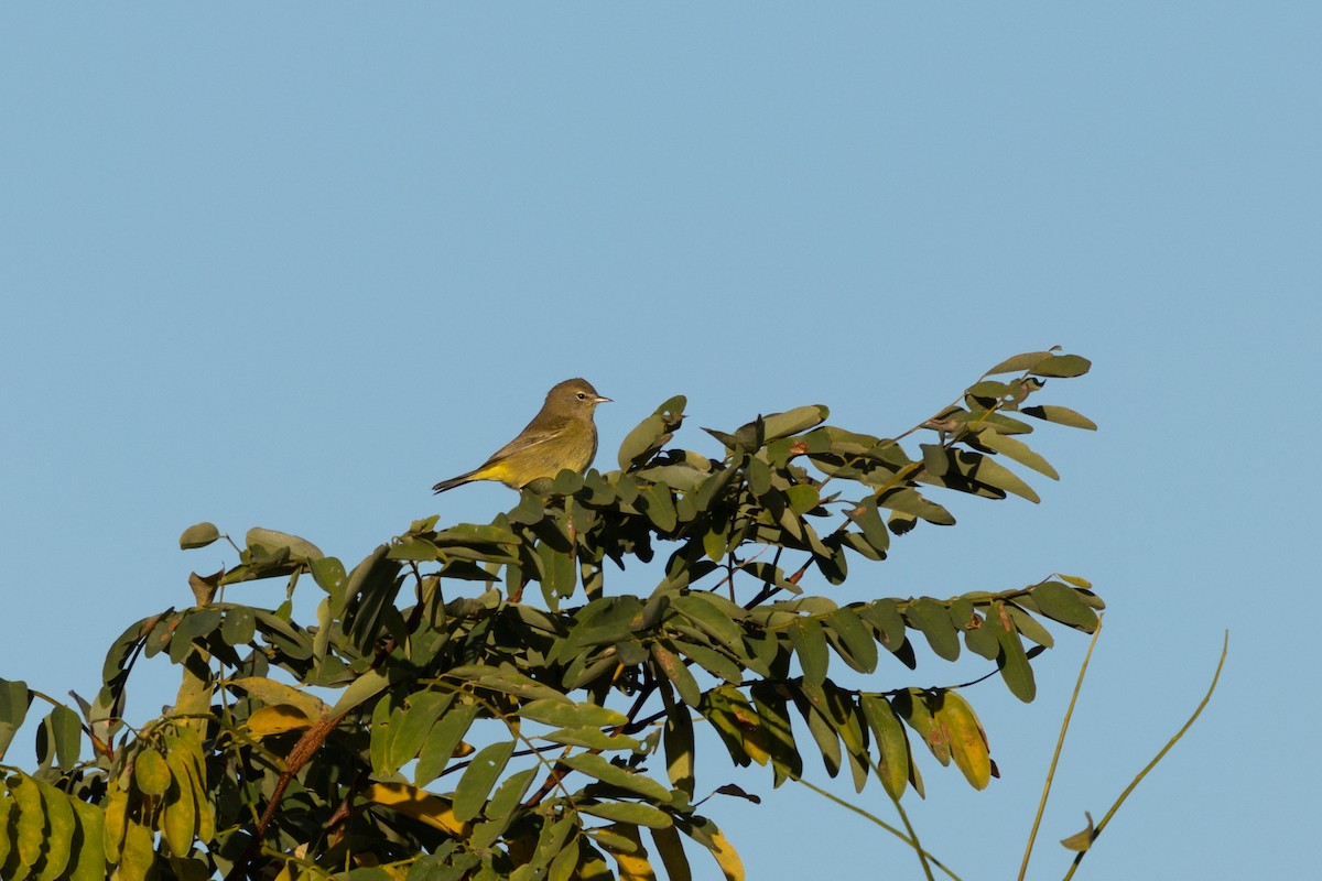 Orange-crowned Warbler (Gray-headed) - ML644049028