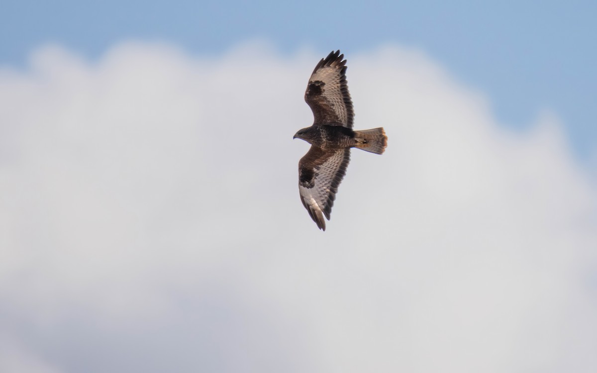 Common Buzzard - ML644049058