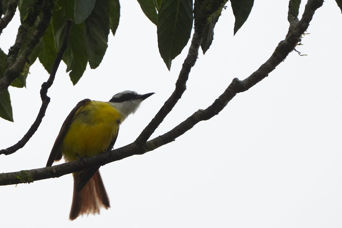 Great Kiskadee - ML644049059