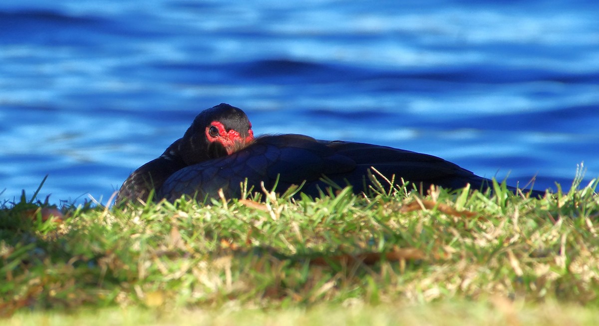 Canard musqué (forme domestique) - ML644049068