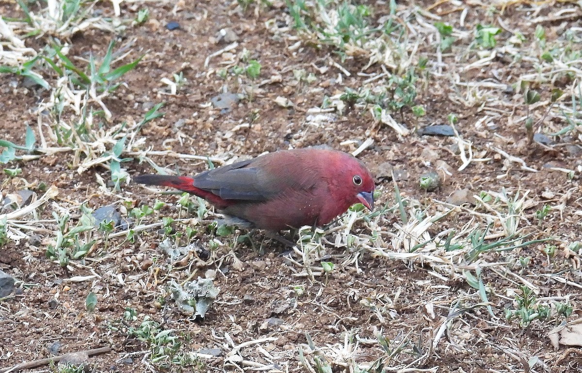 Red-billed Firefinch - ML644049087