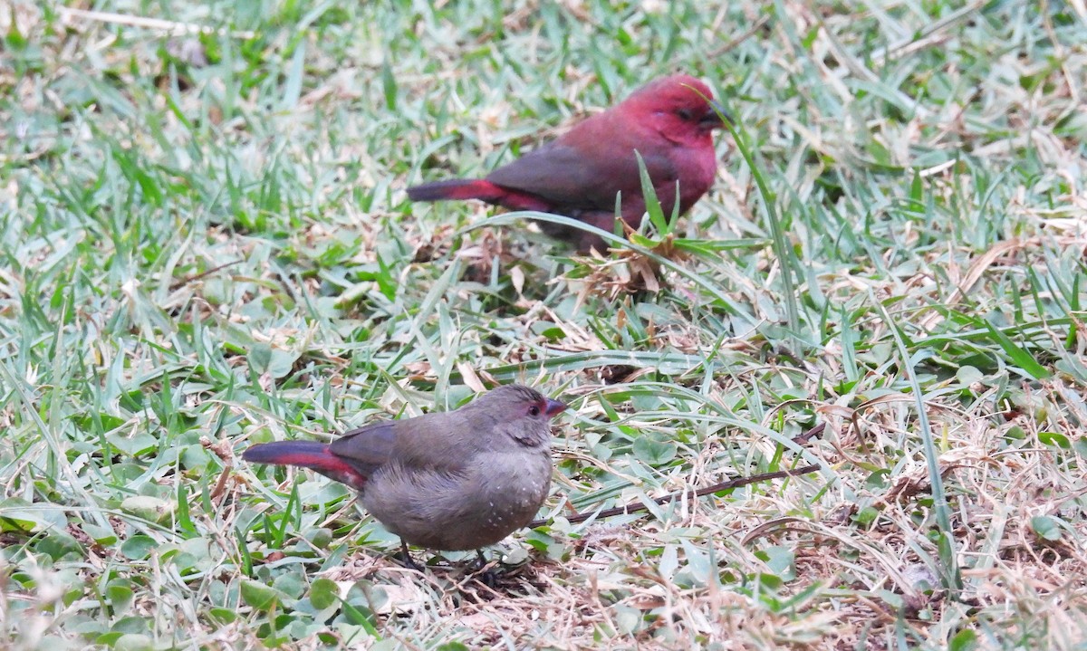 Red-billed Firefinch - ML644049088