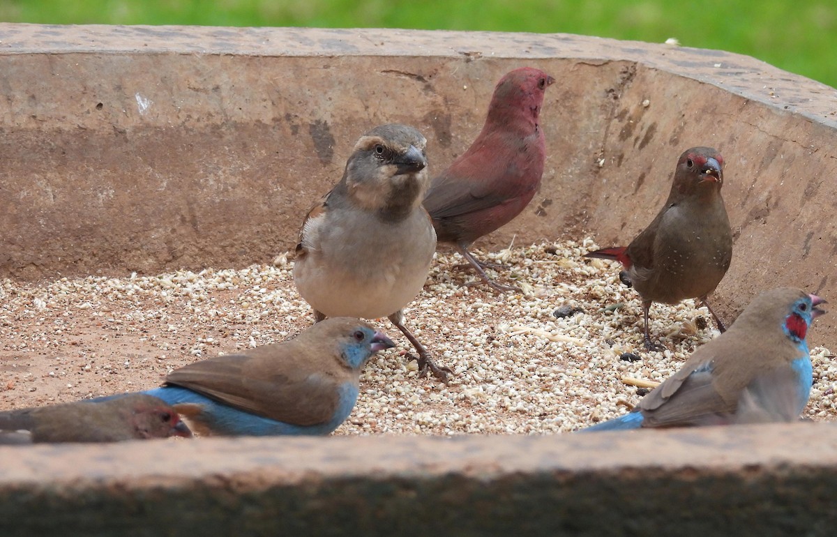 Moineau roux - ML644049094