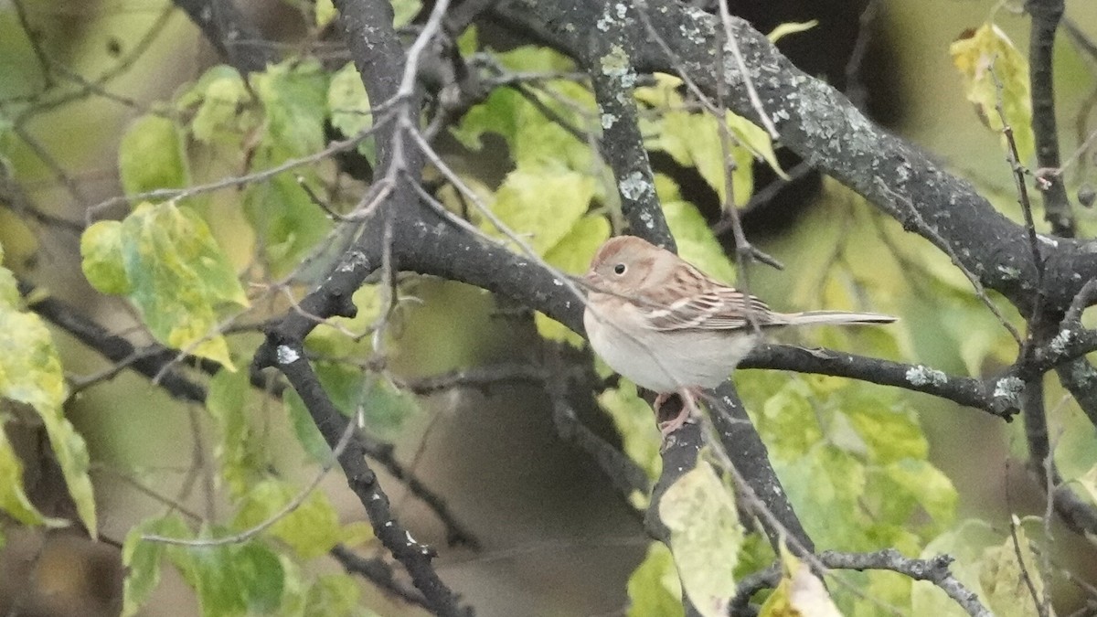 Field Sparrow - ML644049100