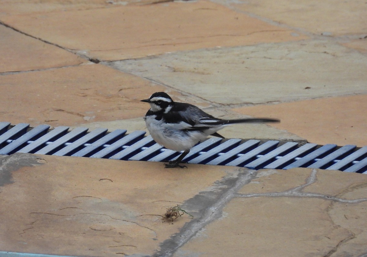 African Pied Wagtail - ML644049102