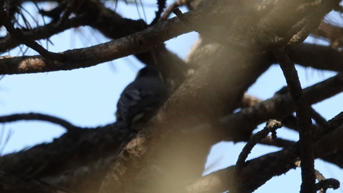 White-breasted Nuthatch - ML644049103