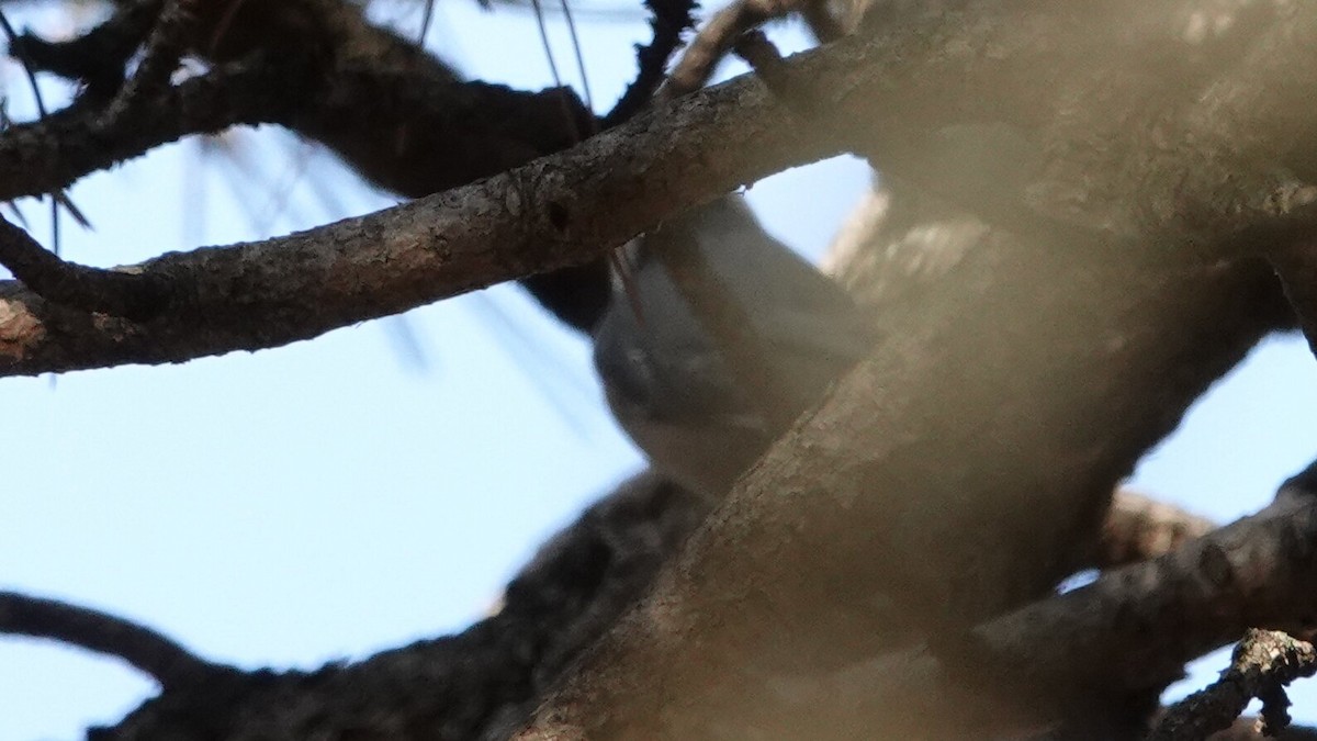 White-breasted Nuthatch - ML644049104