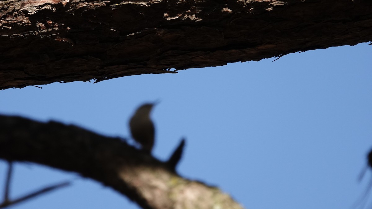 White-breasted Nuthatch - ML644049105