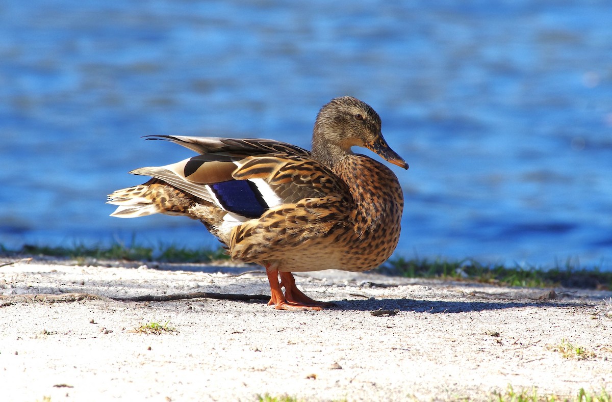 Canard colvert - ML644049107