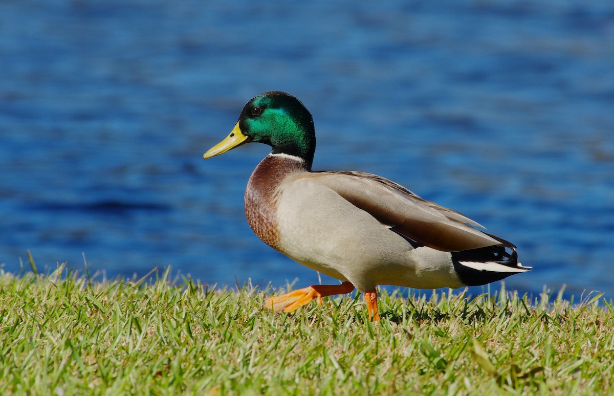 Canard colvert - ML644049108