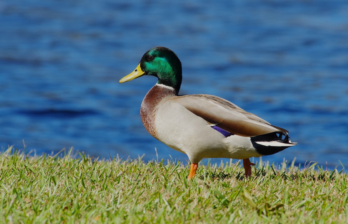 Canard colvert - ML644049109