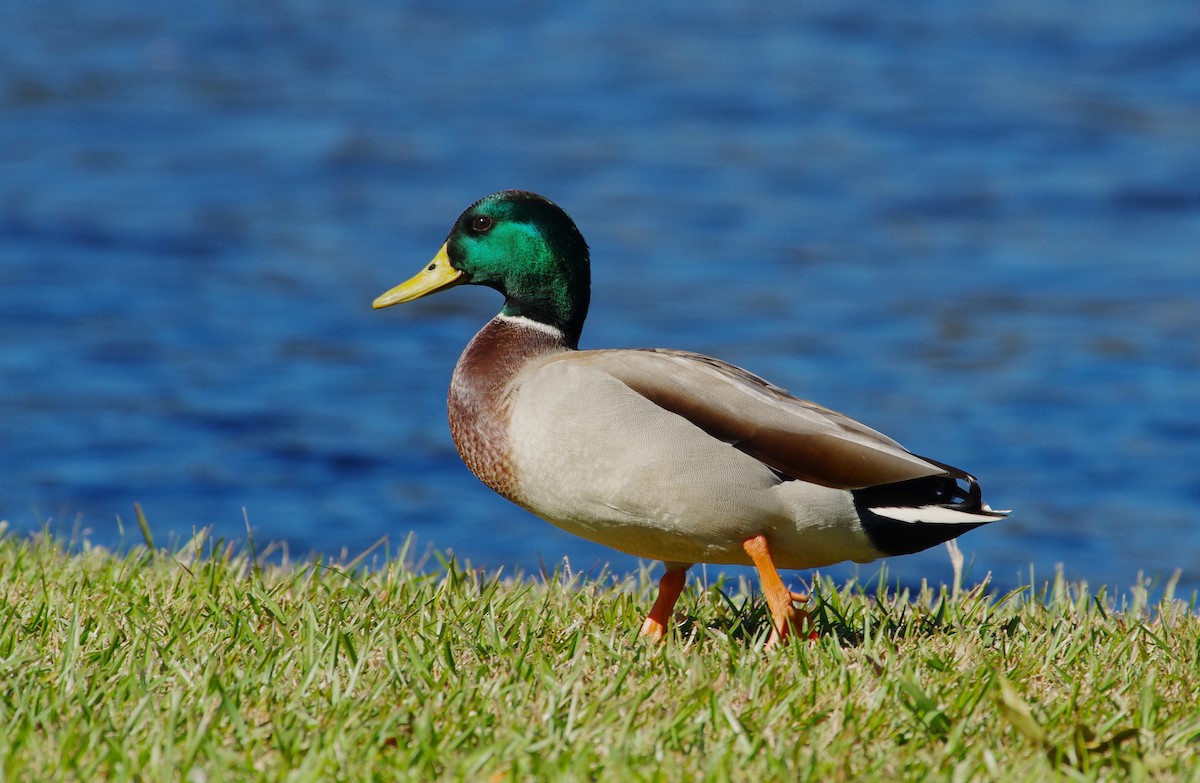 Canard colvert - ML644049110
