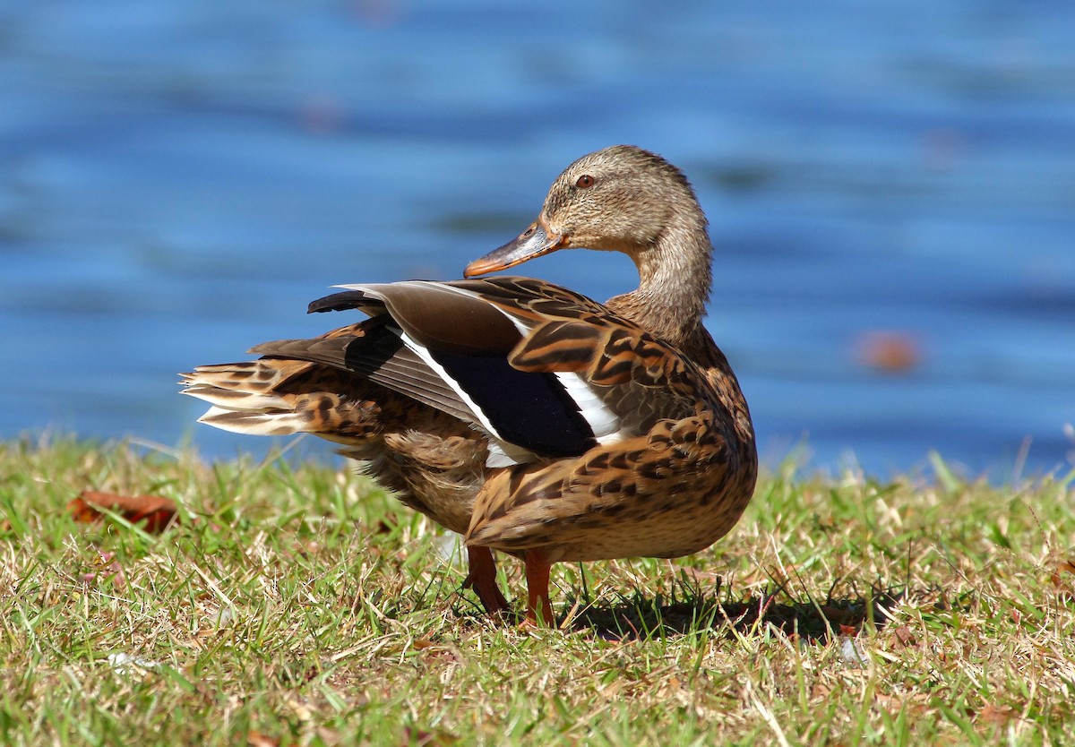 Canard colvert - ML644049111