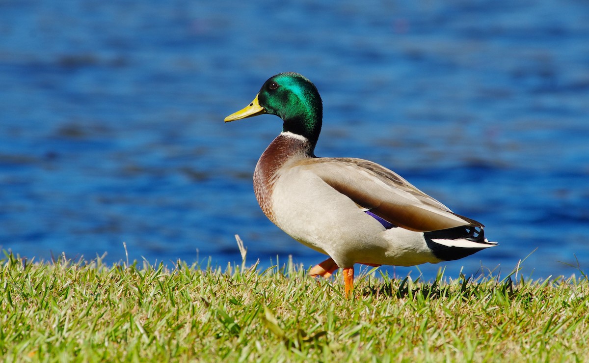 Canard colvert - ML644049112