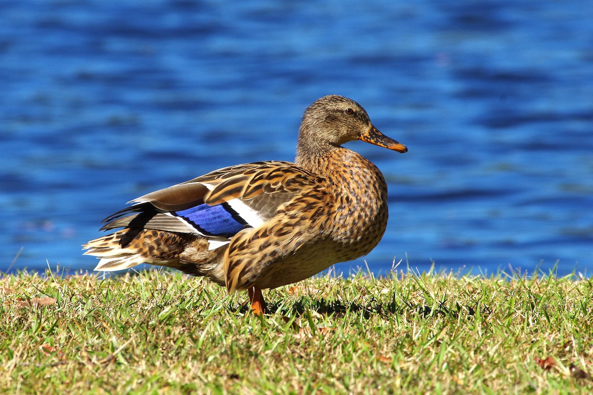 Canard colvert - ML644049113