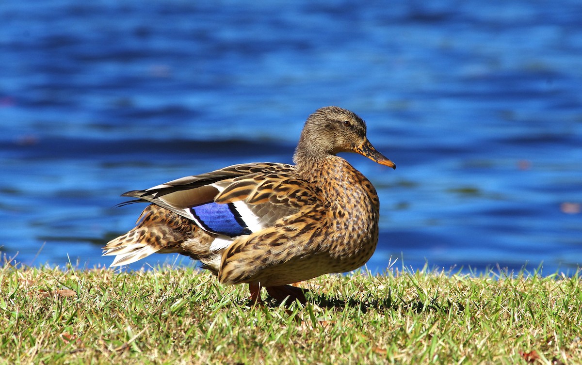 Canard colvert - ML644049114
