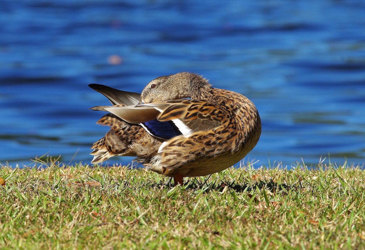 Canard colvert - ML644049115