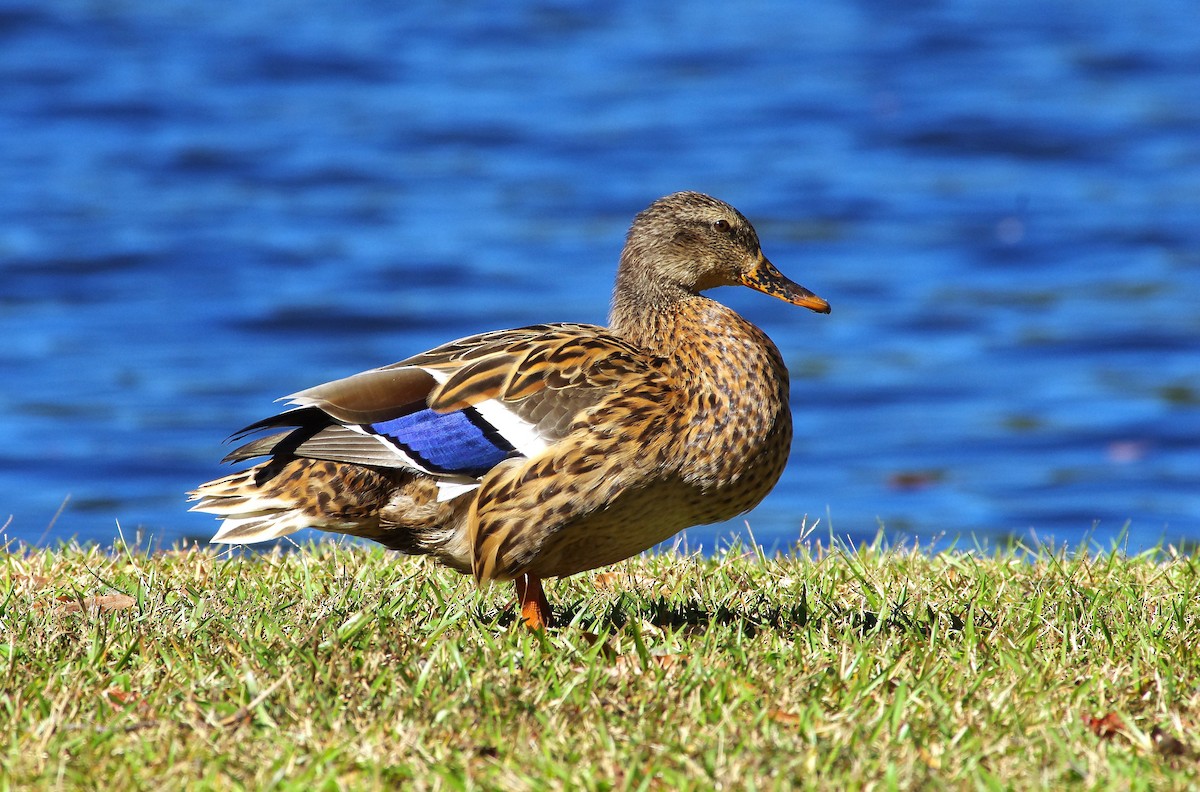 Canard colvert - ML644049116