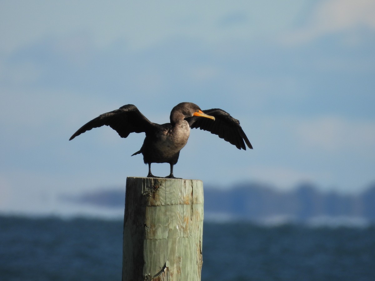 Double-crested Cormorant - ML644049118