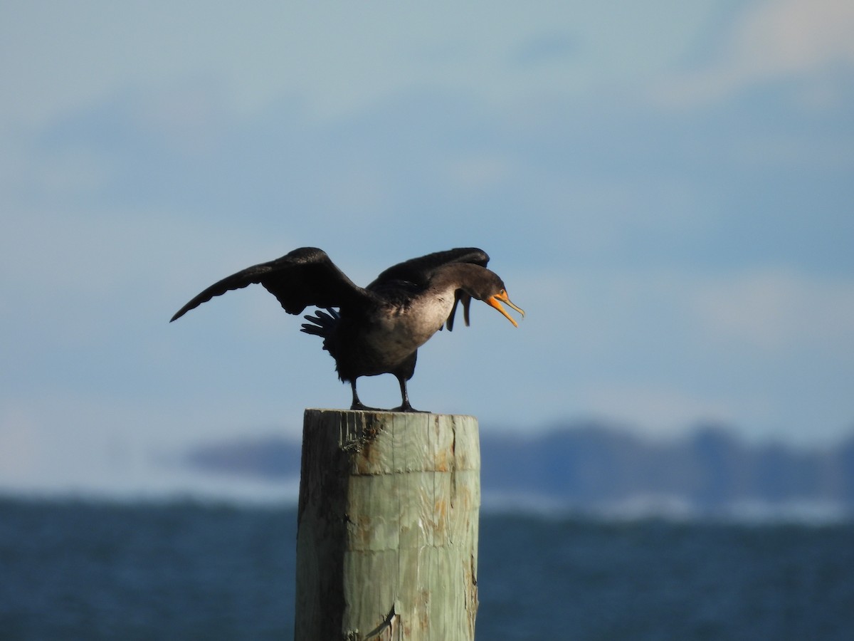 Double-crested Cormorant - ML644049119