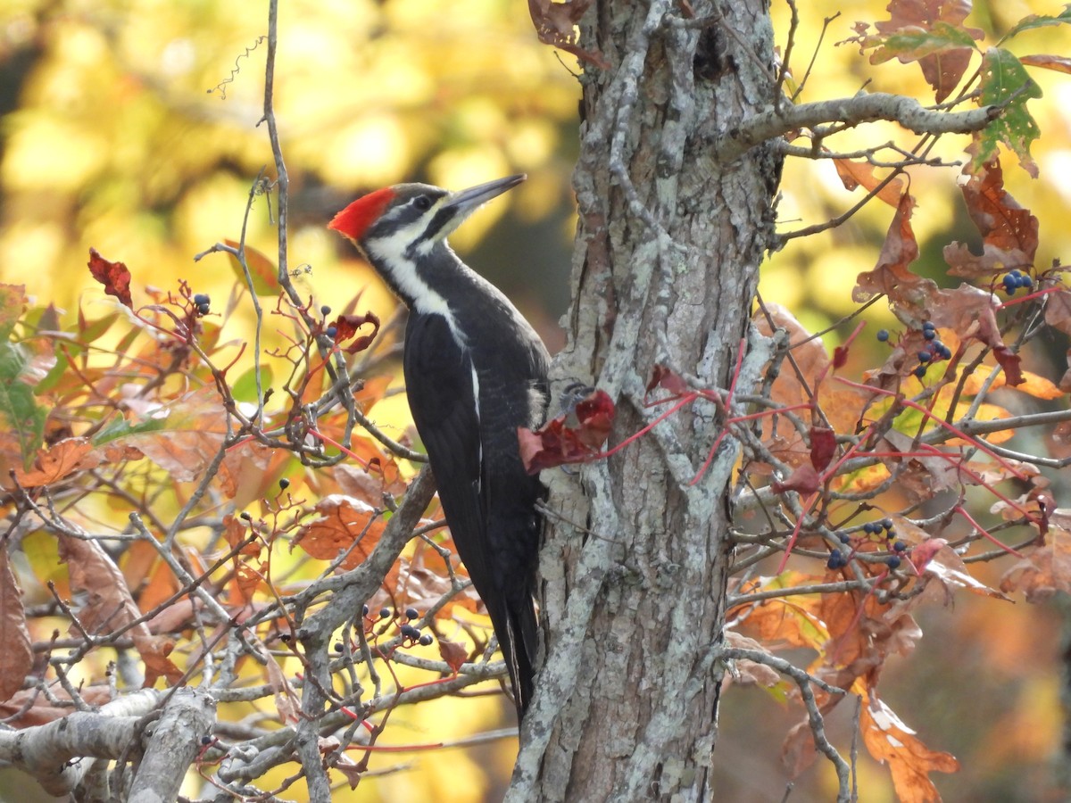 Pileated Woodpecker - ML644049135