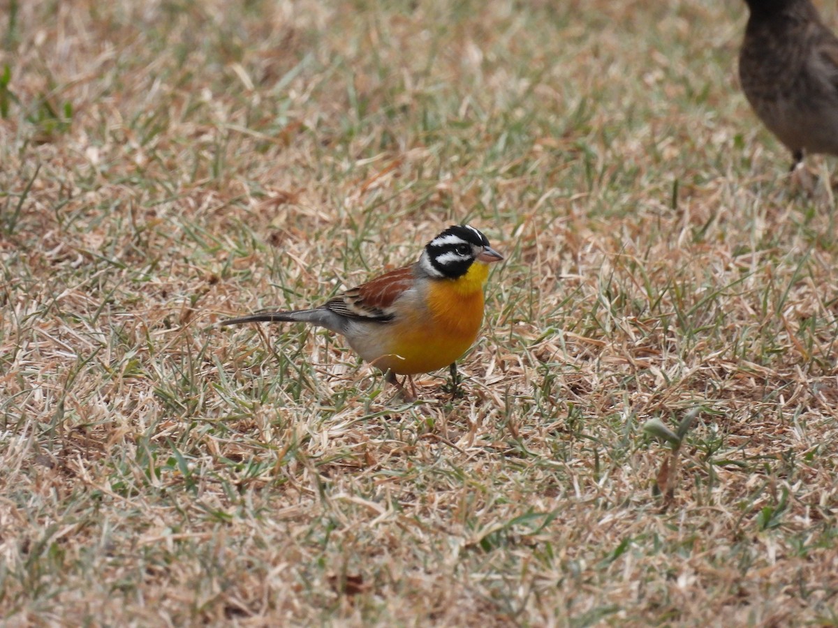 Golden-breasted Bunting - ML644049137