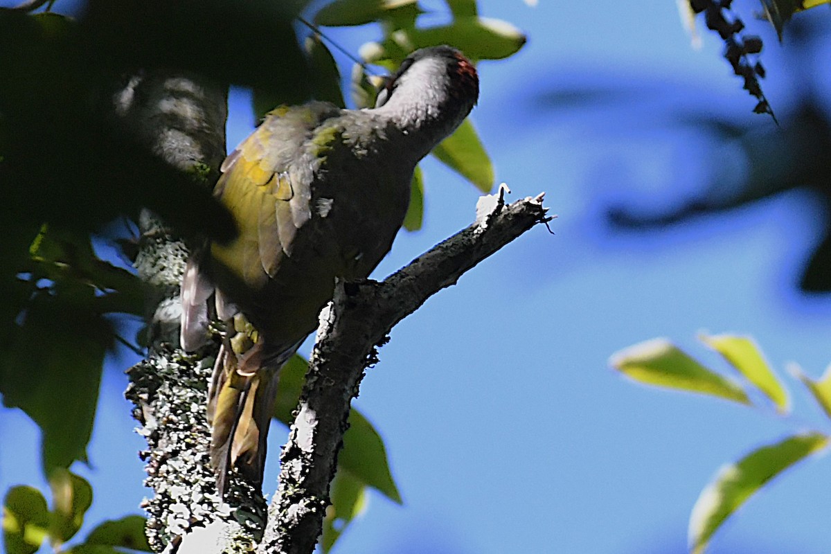 Japanese Woodpecker - ML644049139