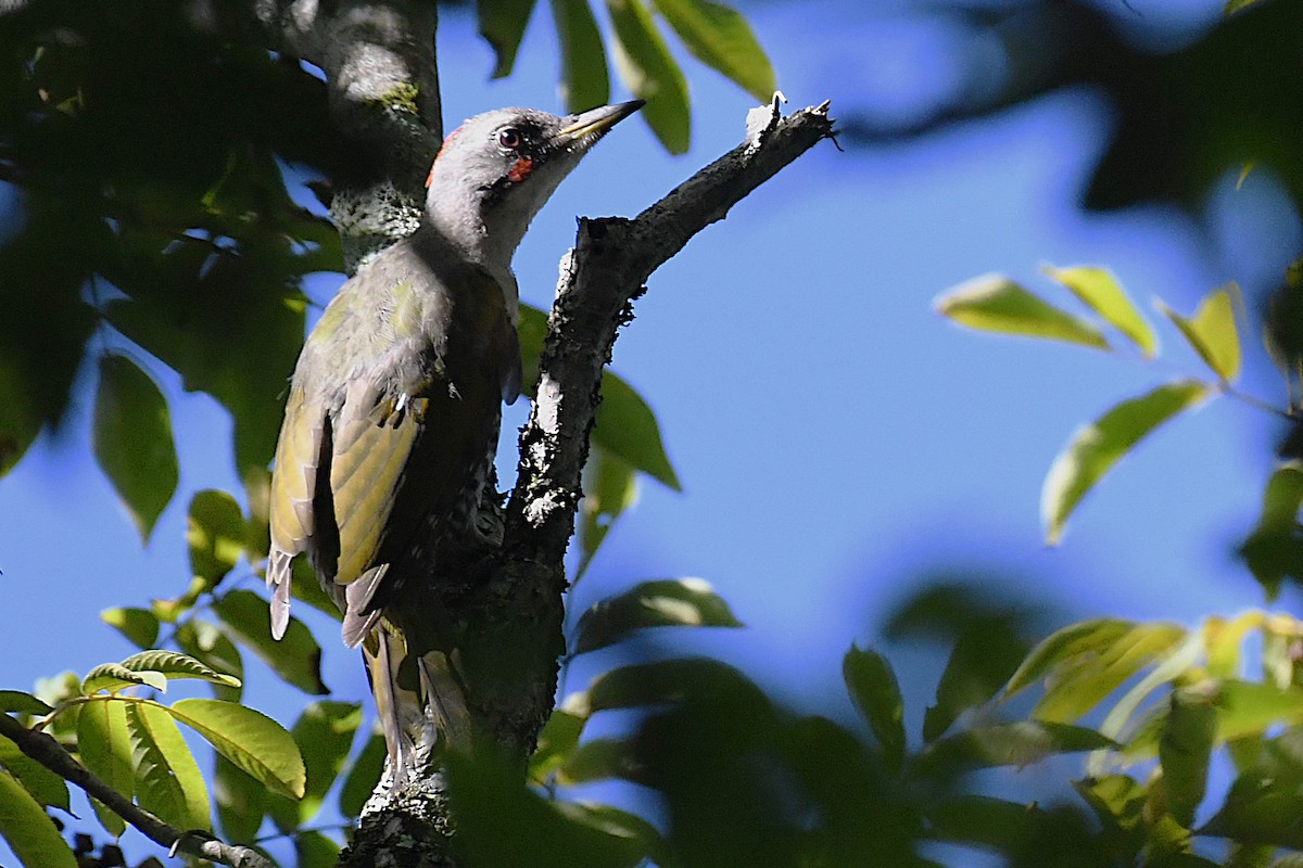 Japanese Woodpecker - ML644049140