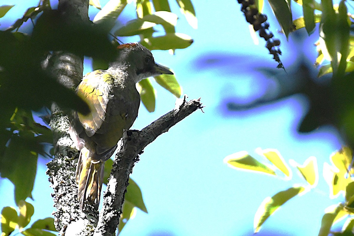 Japanese Woodpecker - ML644049141